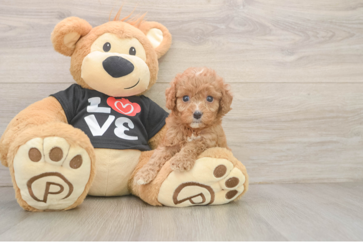 Cavapoo Pup Being Cute