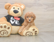 7 week old Cavapoo Puppy For Sale - Seaside Pups