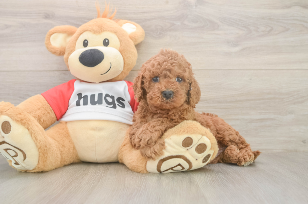 5 week old Cavapoo Puppy For Sale - Seaside Pups