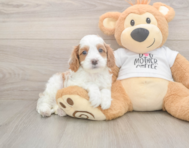8 week old Cavapoo Puppy For Sale - Seaside Pups