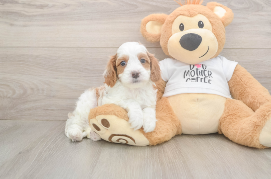 5 week old Cavapoo Puppy For Sale - Seaside Pups Best Cavapoo Baby