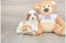 Meet Ellis - our Cavapoo Puppy Photo  1/3 - Seaside Pups Best Cavapoo Baby