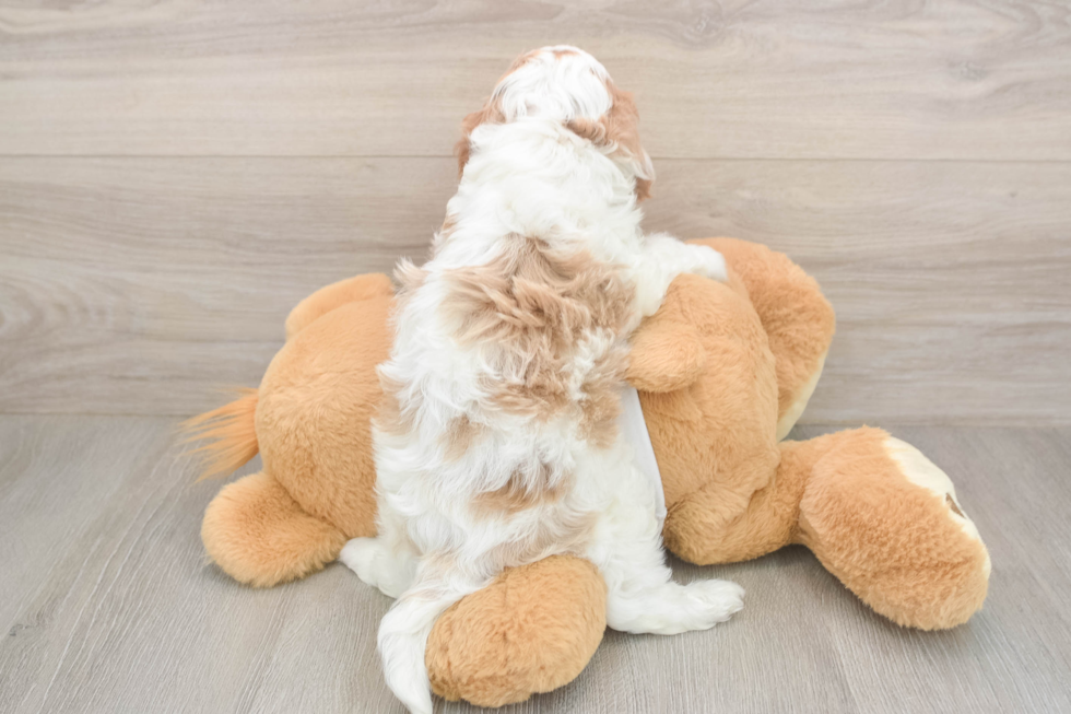 Meet Ellis - our Cavapoo Puppy Photo  3/3 - Seaside Pups Popular Cavapoo Poodle Mix Pup