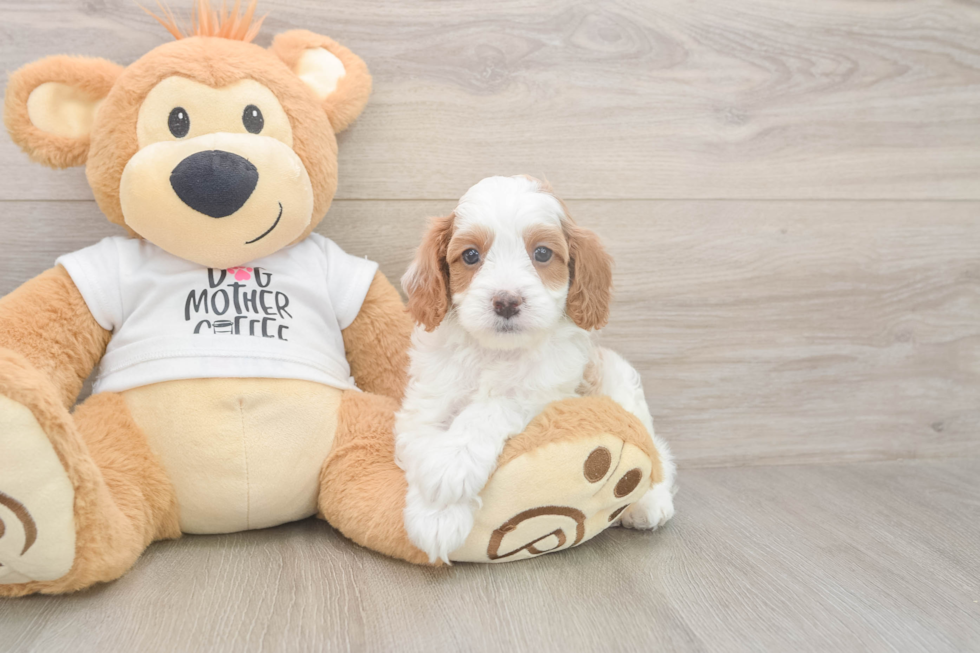 Meet Ellis - our Cavapoo Puppy Photo  2/3 - Seaside Pups Cavapoo Puppy for Adoption
