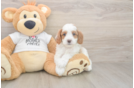 Meet Ellis - our Cavapoo Puppy Photo  2/3 - Seaside Pups Cavapoo Puppy for Adoption