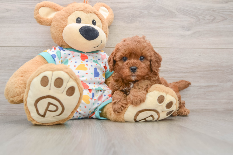 Best Cavapoo Baby