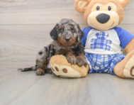 7 week old Cavapoo Puppy For Sale - Seaside Pups