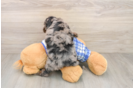 Fluffy Cavapoo Poodle Mix Pup