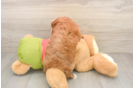 Best Cavapoo Baby