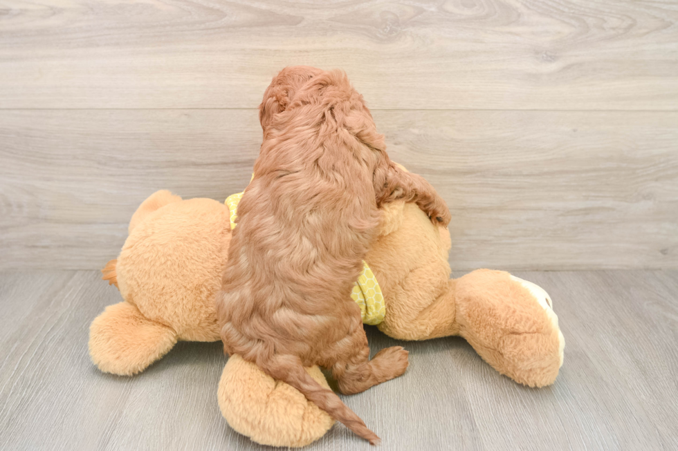 Cavapoo Puppy for Adoption