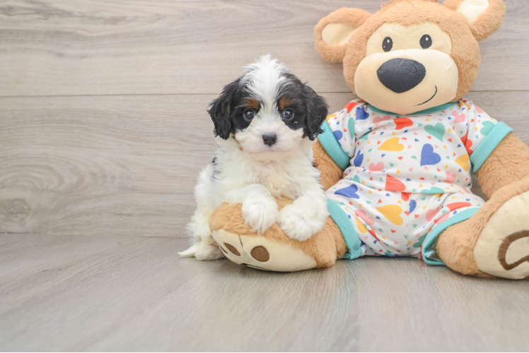 Cavapoo Puppy for Adoption