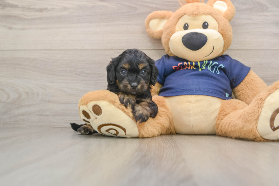 Best Cavapoo Baby