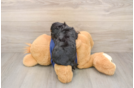 Best Cavapoo Baby