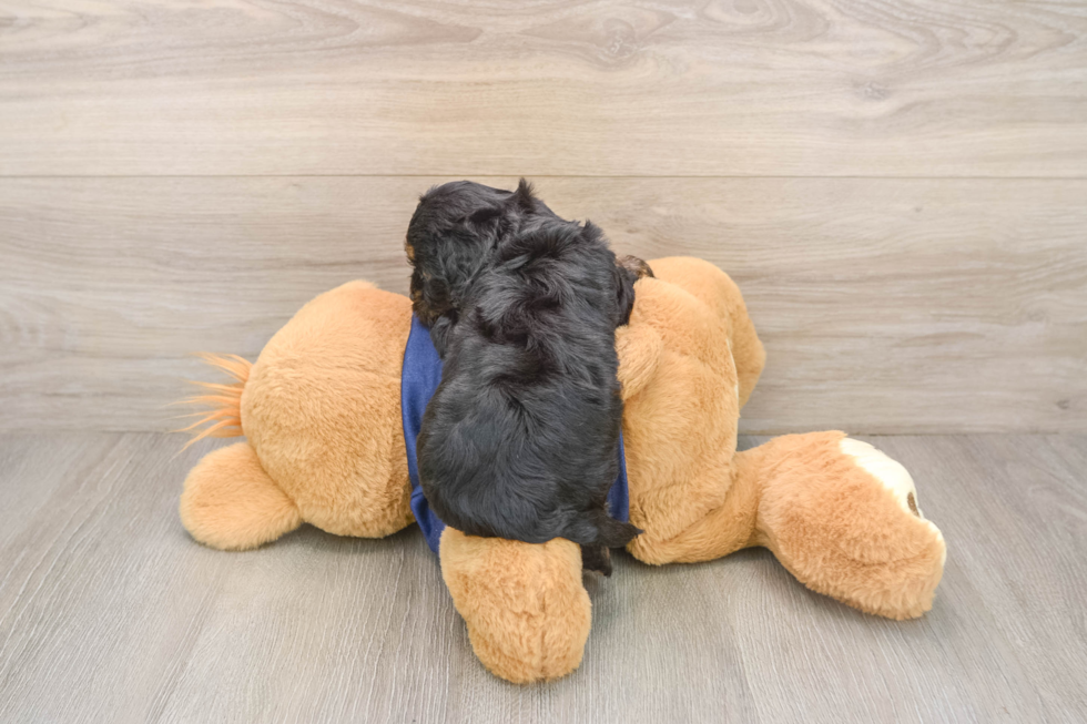 Best Cavapoo Baby