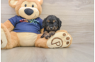 Cavapoo Pup Being Cute