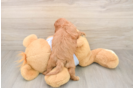Cute Cavapoo Baby