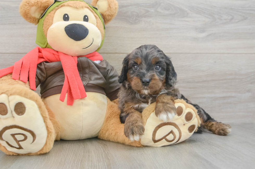 5 week old Cavapoo Puppy For Sale - Seaside Pups