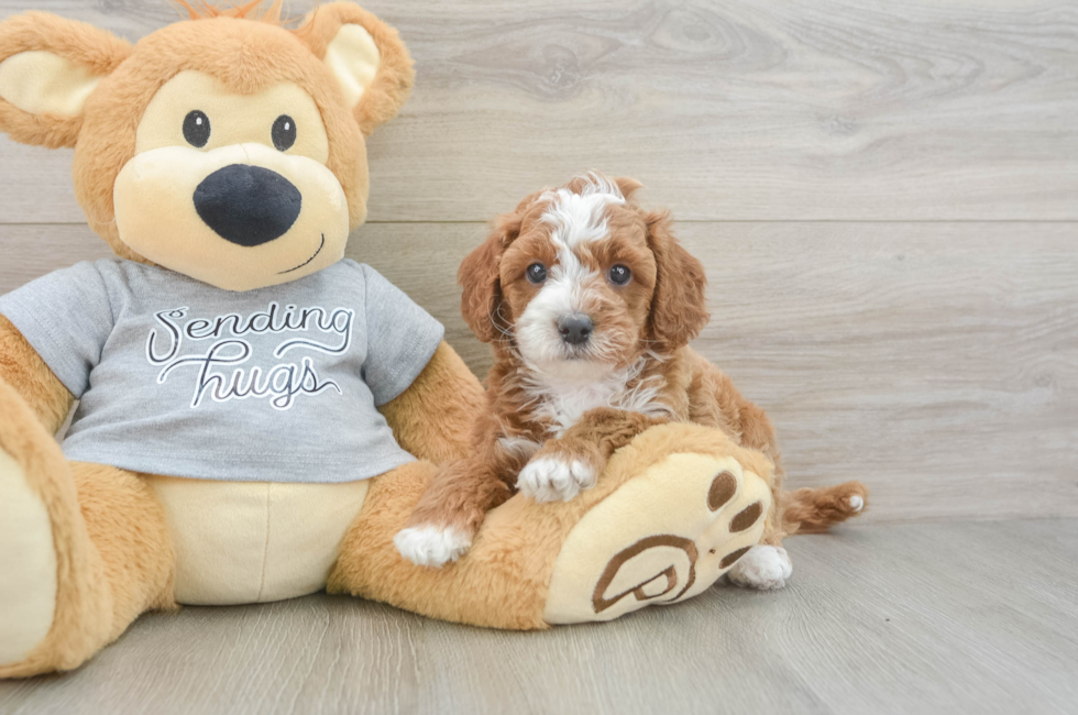 6 week old Cavapoo Puppy For Sale - Seaside Pups