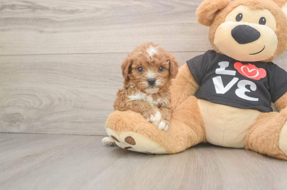 5 week old Cavapoo Puppy For Sale - Seaside Pups
