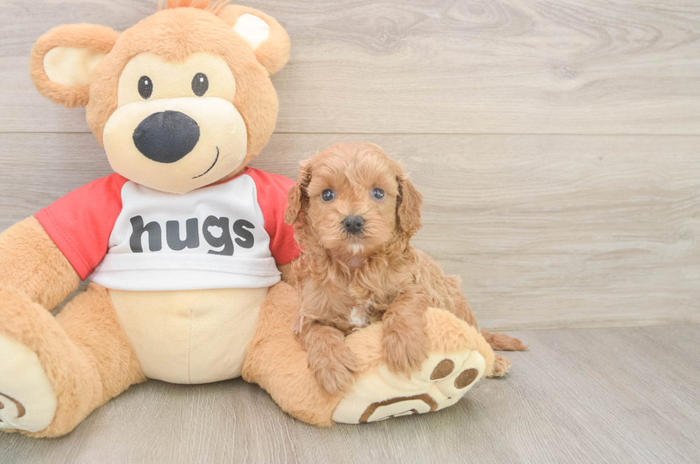 5 week old Cavapoo Puppy For Sale - Seaside Pups