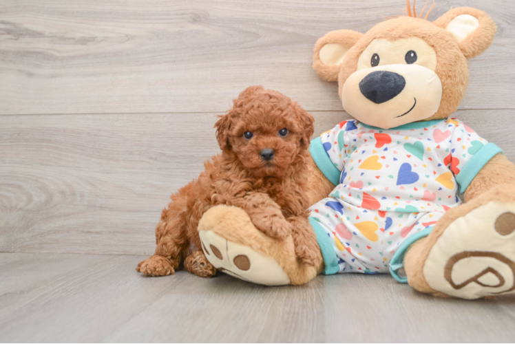 Cavapoo Puppy for Adoption