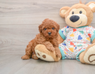 9 week old Cavapoo Puppy For Sale - Seaside Pups