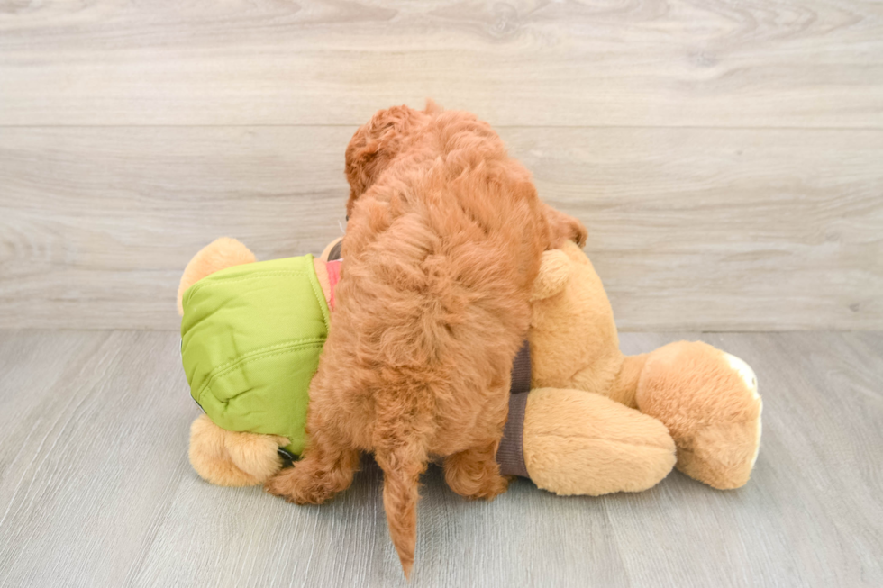 Small Cavapoo Baby