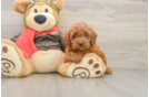 Cavapoo Pup Being Cute