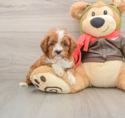 6 week old Cavapoo Puppy For Sale - Seaside Pups