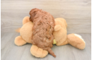Small Cavapoo Baby