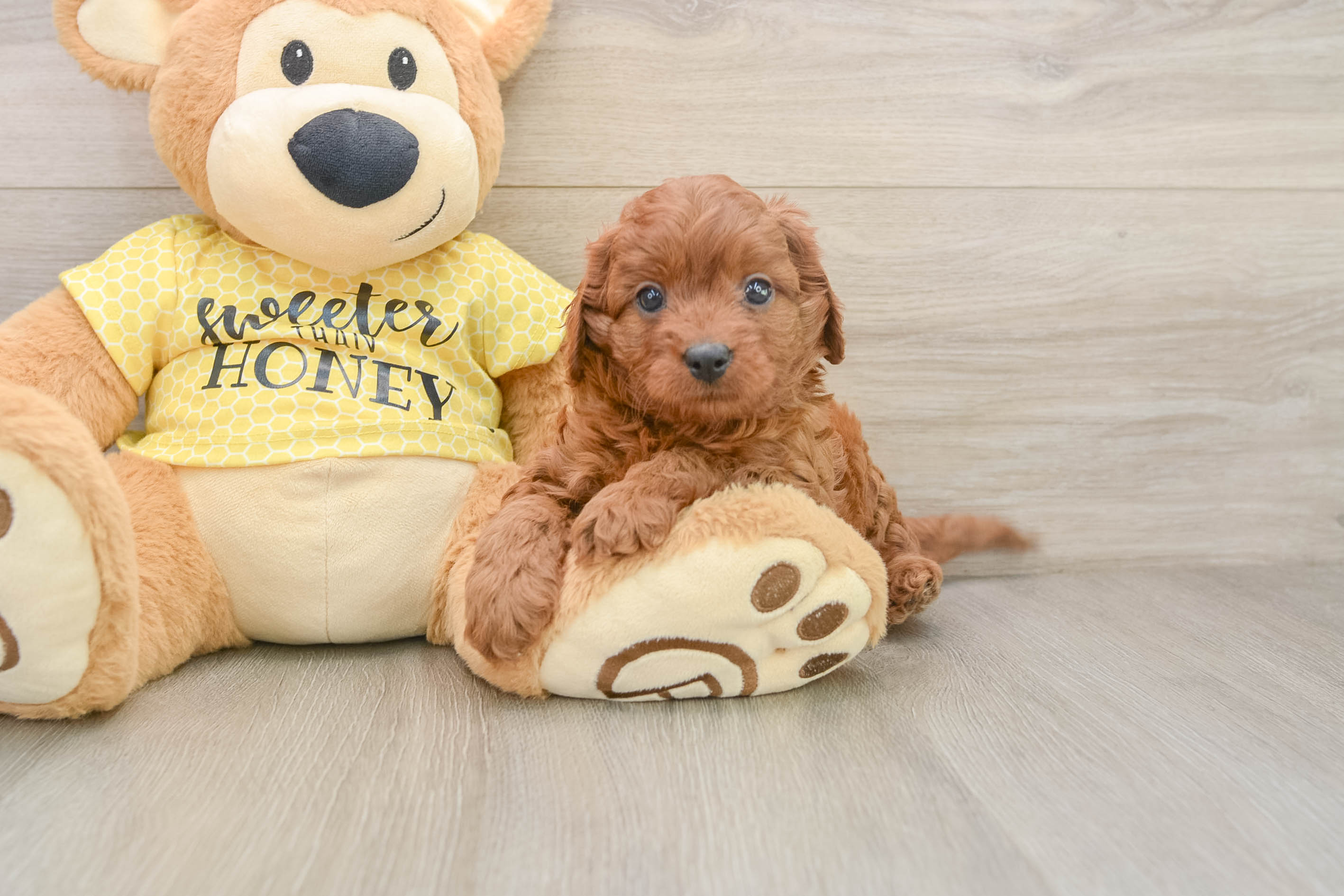 Best Cavapoo Baby