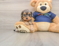 8 week old Cavapoo Puppy For Sale - Seaside Pups