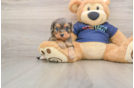 Little Cavipoo Poodle Mix Puppy
