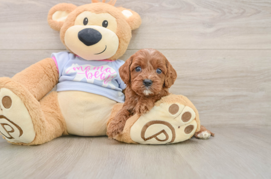 Cavapoo Puppy for Adoption
