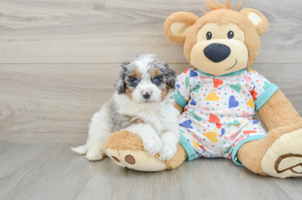 5 week old Cavapoo Puppy For Sale - Seaside Pups