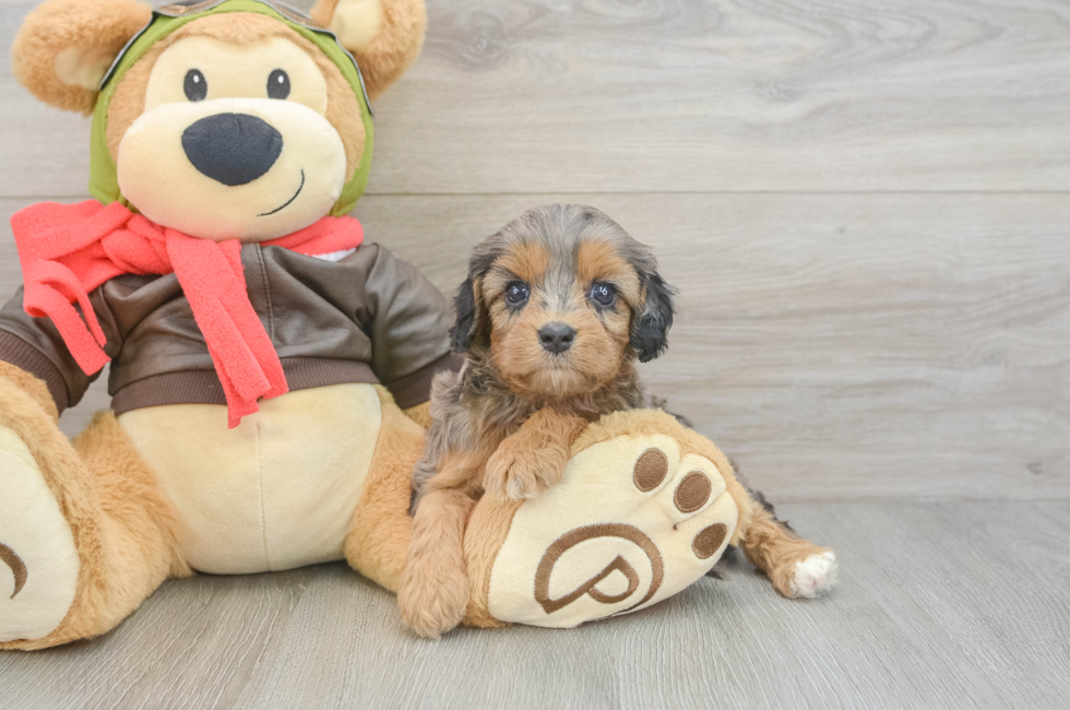 5 week old Cavapoo Puppy For Sale - Seaside Pups