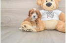 Best Cavapoo Baby
