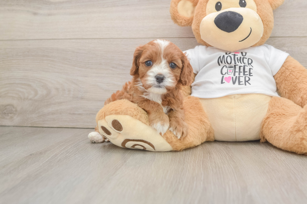 Best Cavapoo Baby