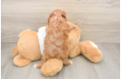 Smart Cavapoo Poodle Mix Pup