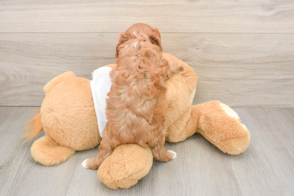 Smart Cavapoo Poodle Mix Pup