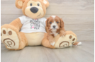 Cavapoo Pup Being Cute