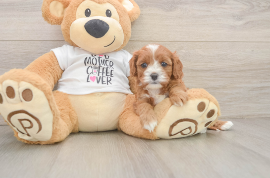 Cavapoo Pup Being Cute