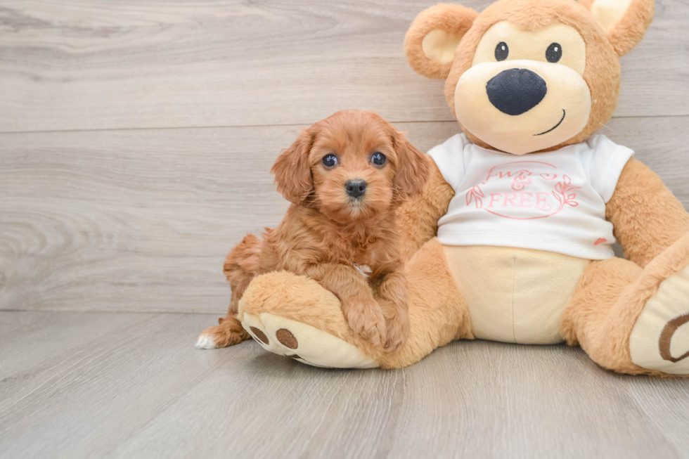 Friendly Cavapoo Baby