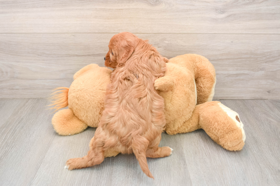Popular Cavapoo Poodle Mix Pup