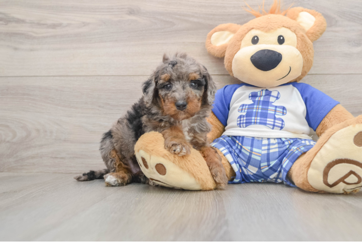 Best Cavapoo Baby