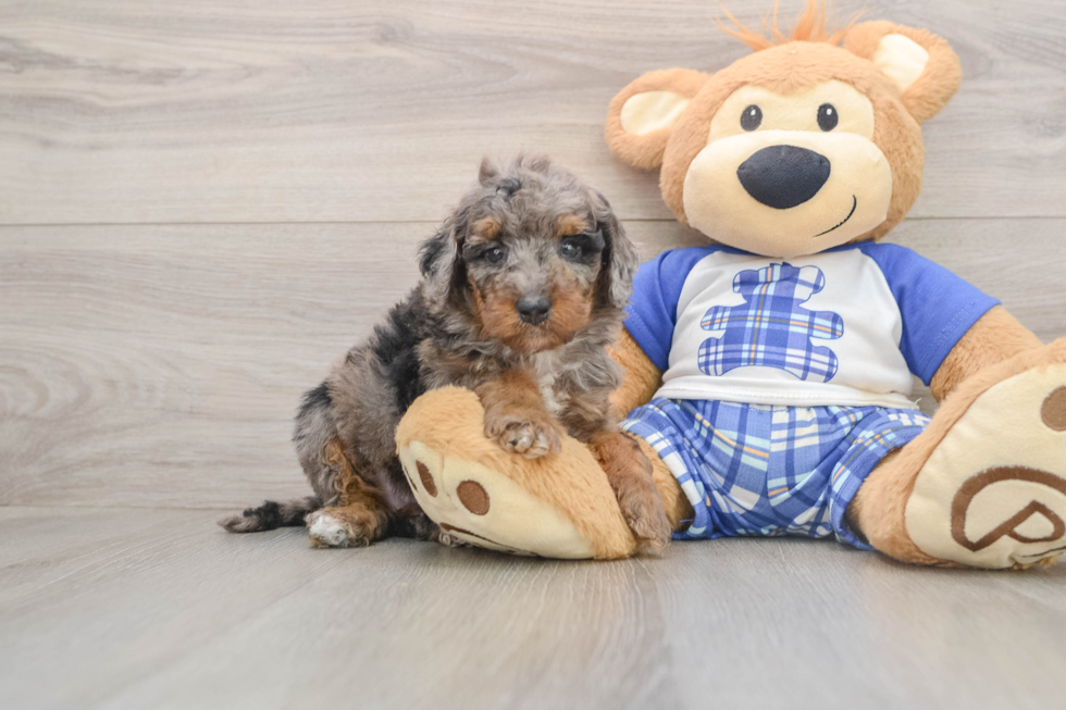 Best Cavapoo Baby