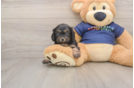 Best Cavapoo Baby