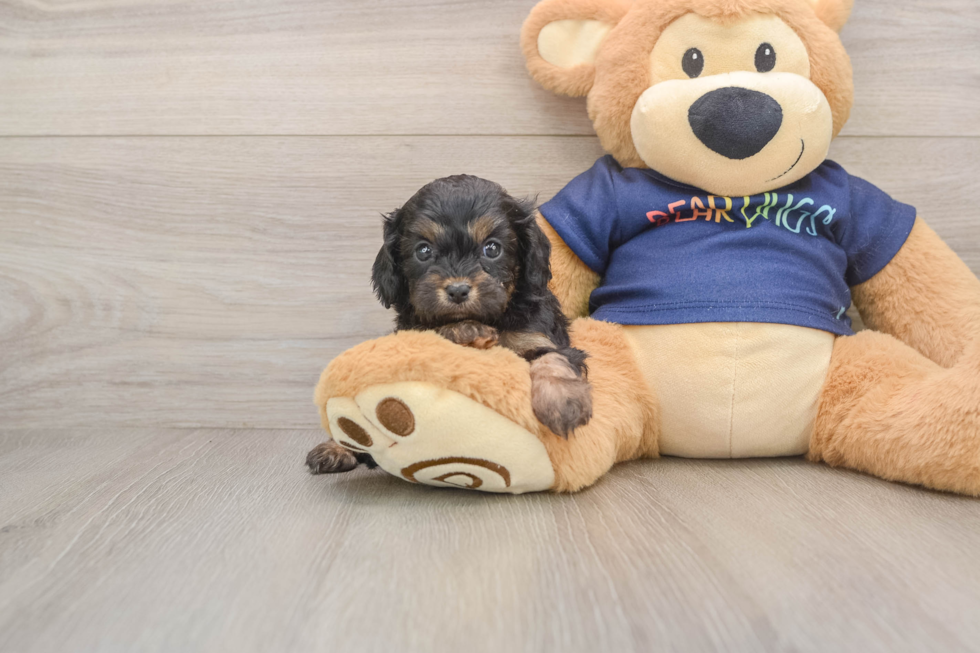 Best Cavapoo Baby