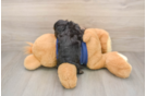 Best Cavapoo Baby