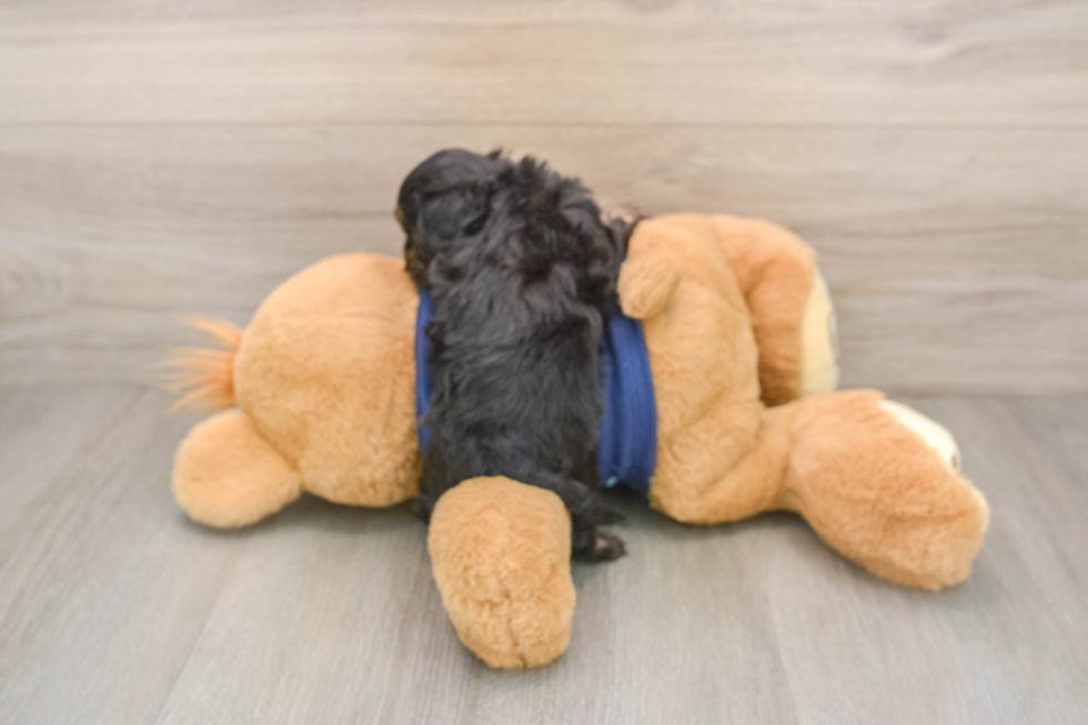 Best Cavapoo Baby